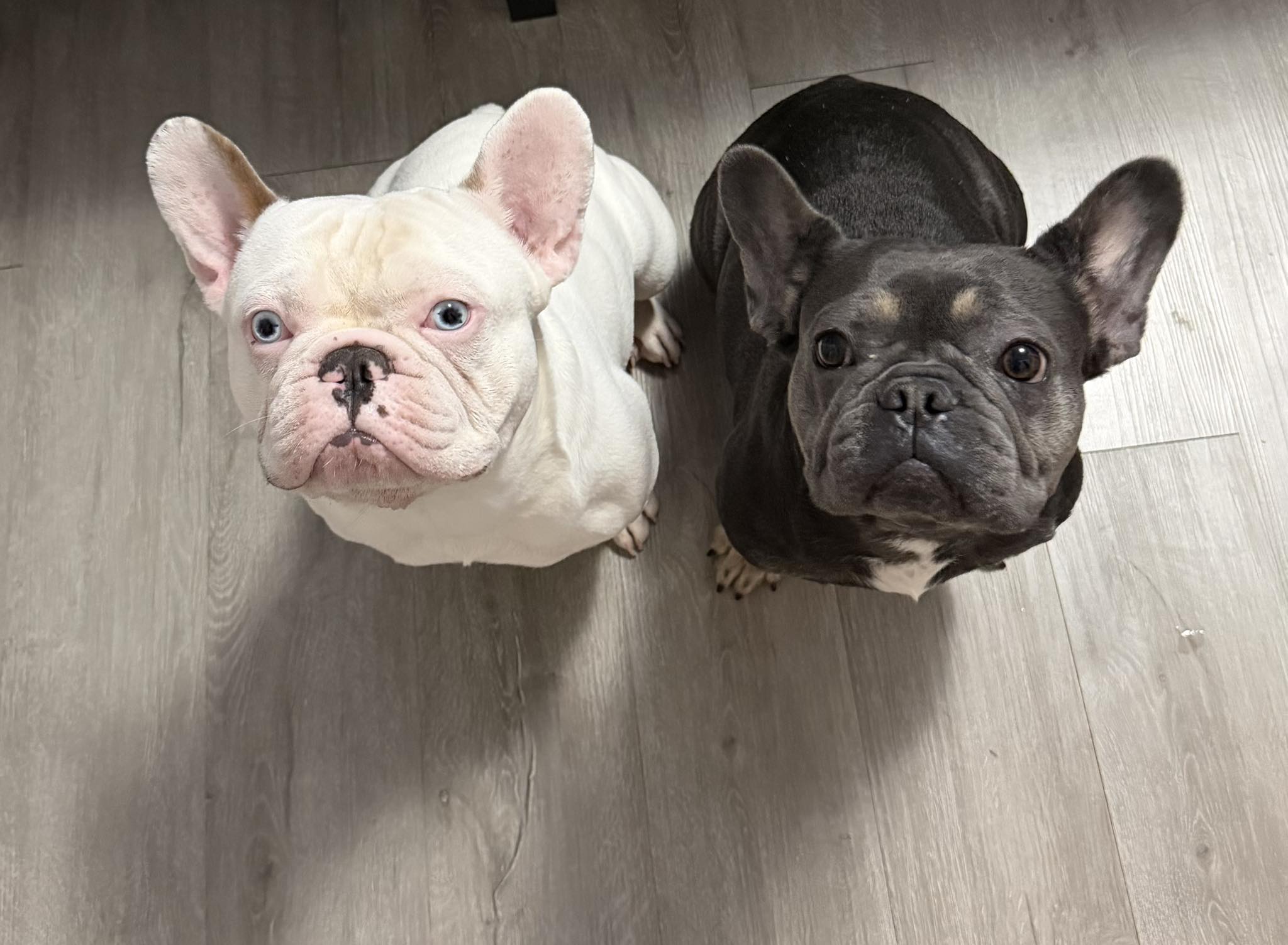 French Bulldog owner