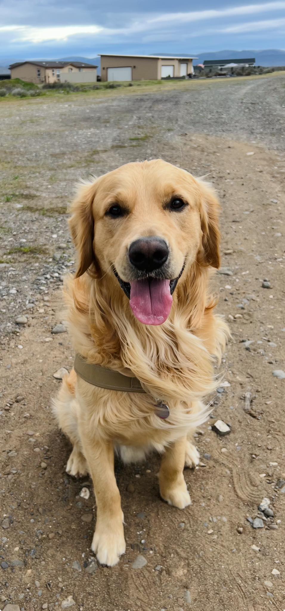 Golden Retriever owner